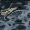 Terej australsky - Sula serrator - Australian Gannet 0809